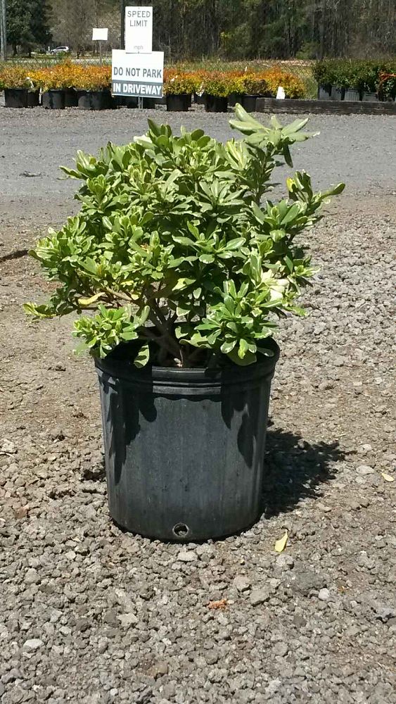 pittosporum-tobira-variegata-japanese-cheesewood