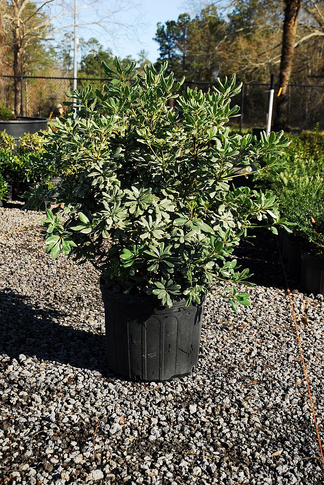 pittosporum-tobira-variegata-japanese-cheesewood