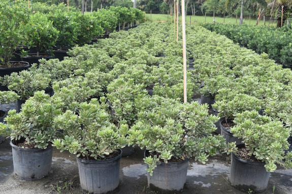 pittosporum-tobira-variegata-japanese-cheesewood