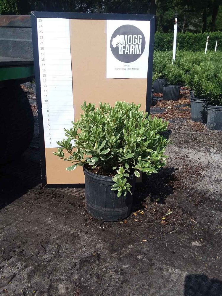 pittosporum-tobira-variegata-japanese-cheesewood