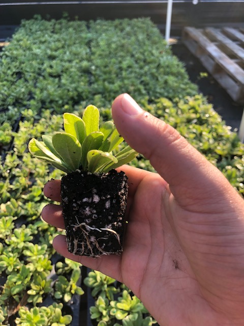 pittosporum-tobira-variegata-japanese-cheesewood