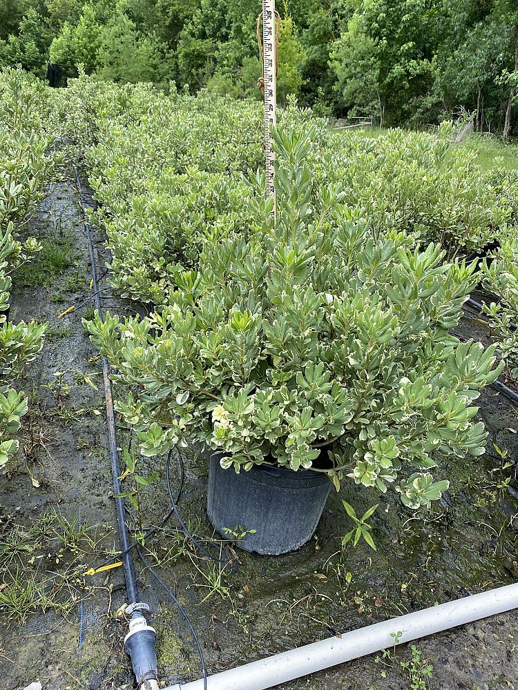pittosporum-tobira-variegata-japanese-cheesewood