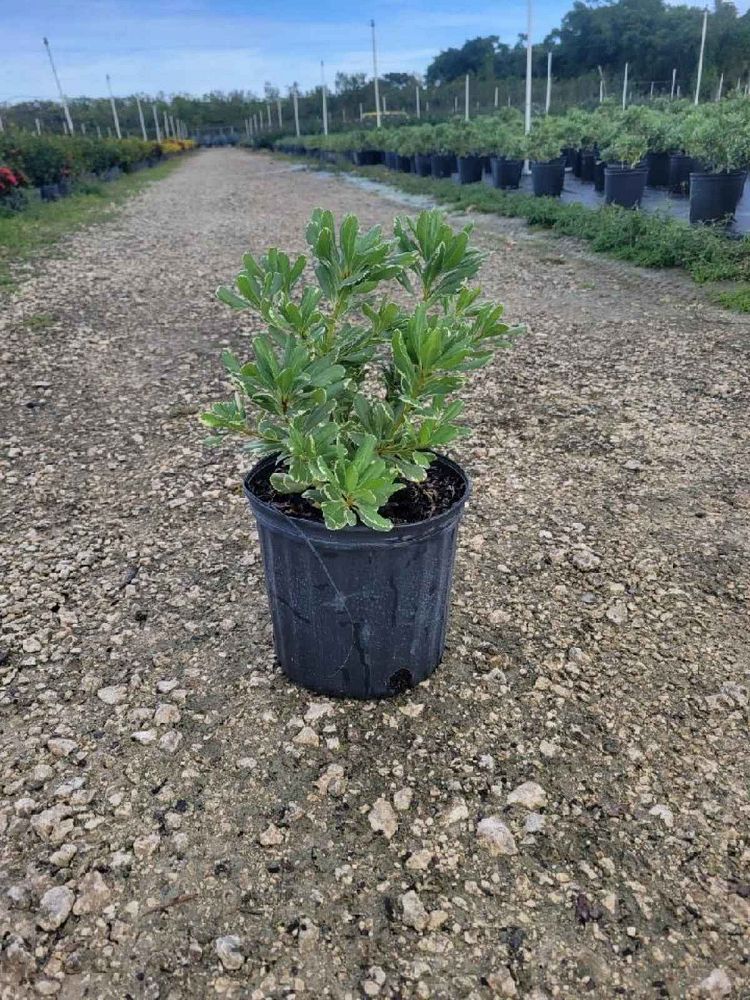 pittosporum-tobira-variegata-japanese-cheesewood