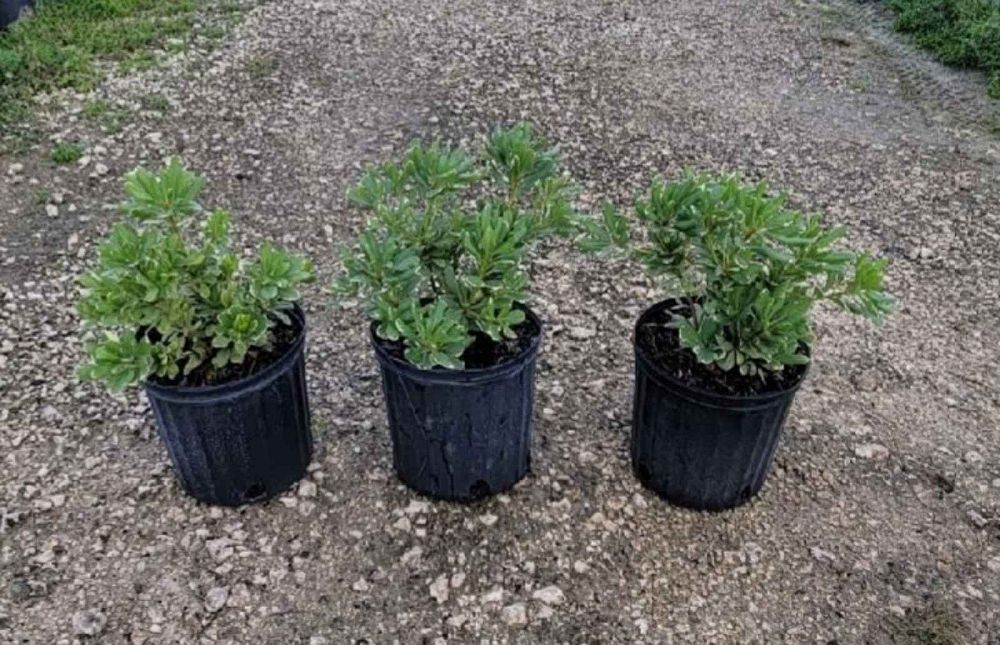 pittosporum-tobira-variegata-japanese-cheesewood