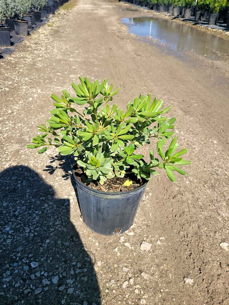 pittosporum-tobira-variegata-japanese-cheesewood