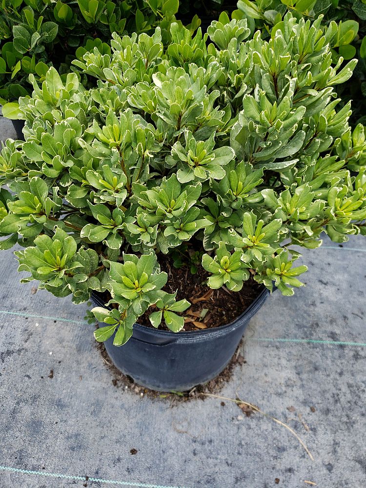 pittosporum-tobira-variegata-japanese-cheesewood