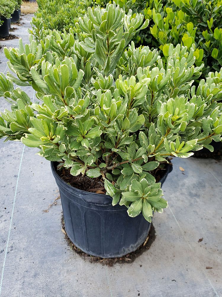 pittosporum-tobira-variegata-japanese-cheesewood