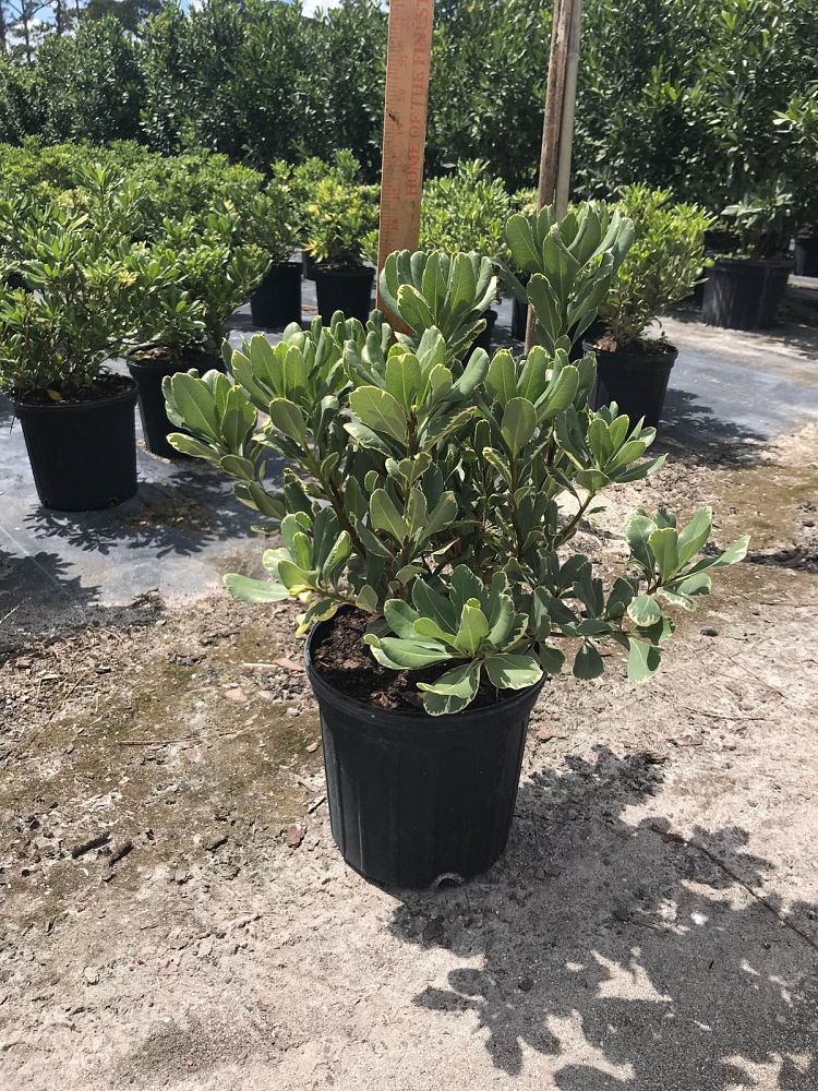 pittosporum-tobira-variegata-japanese-cheesewood