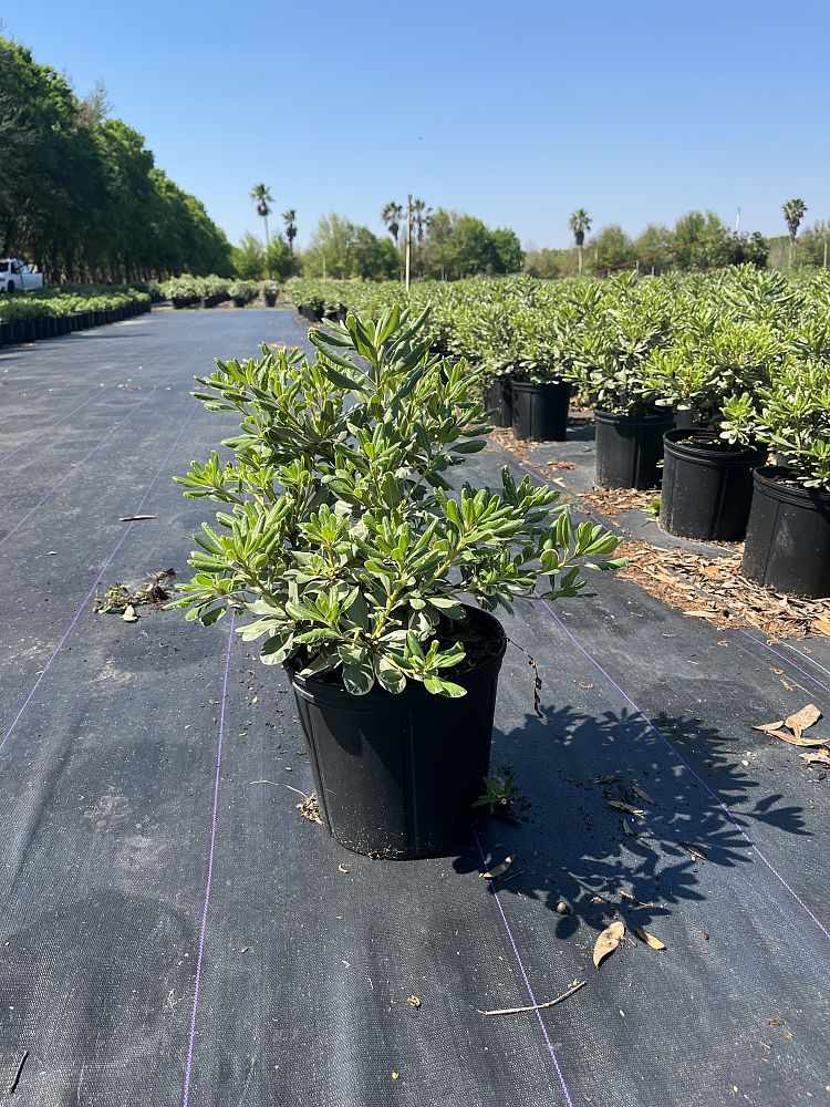 pittosporum-tobira-variegata-japanese-cheesewood