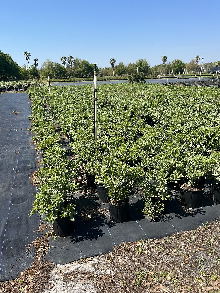 pittosporum-tobira-variegata-japanese-cheesewood