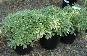 pittosporum-tobira-variegata-japanese-cheesewood