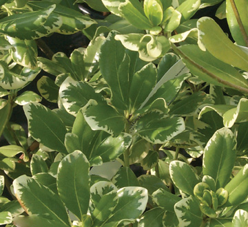 pittosporum-tobira-variegata-japanese-cheesewood