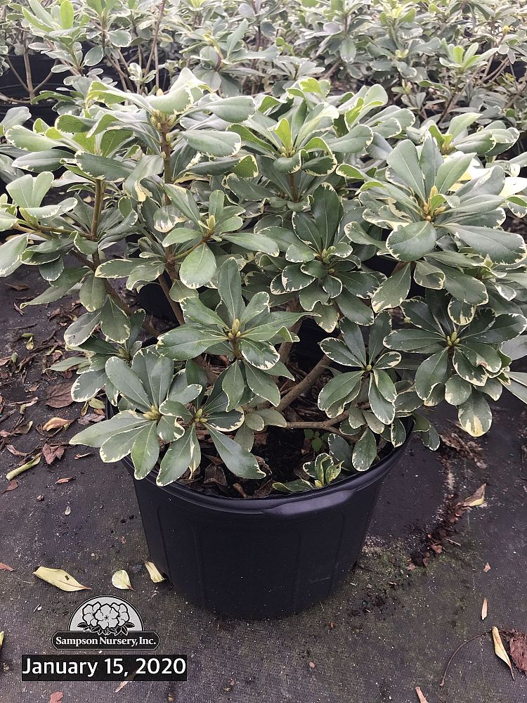 pittosporum-tobira-variegata-japanese-cheesewood