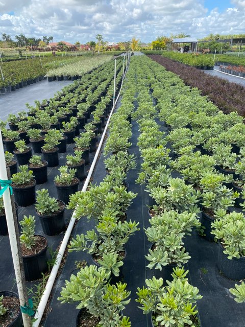 pittosporum-tobira-variegata-japanese-cheesewood