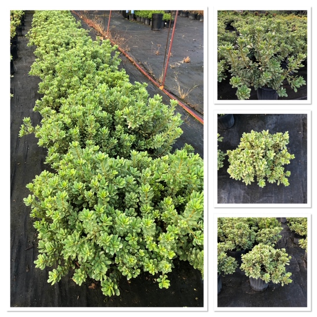 pittosporum-tobira-variegata-japanese-cheesewood