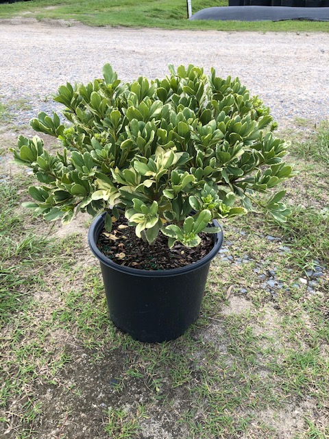 pittosporum-tobira-variegata-japanese-cheesewood