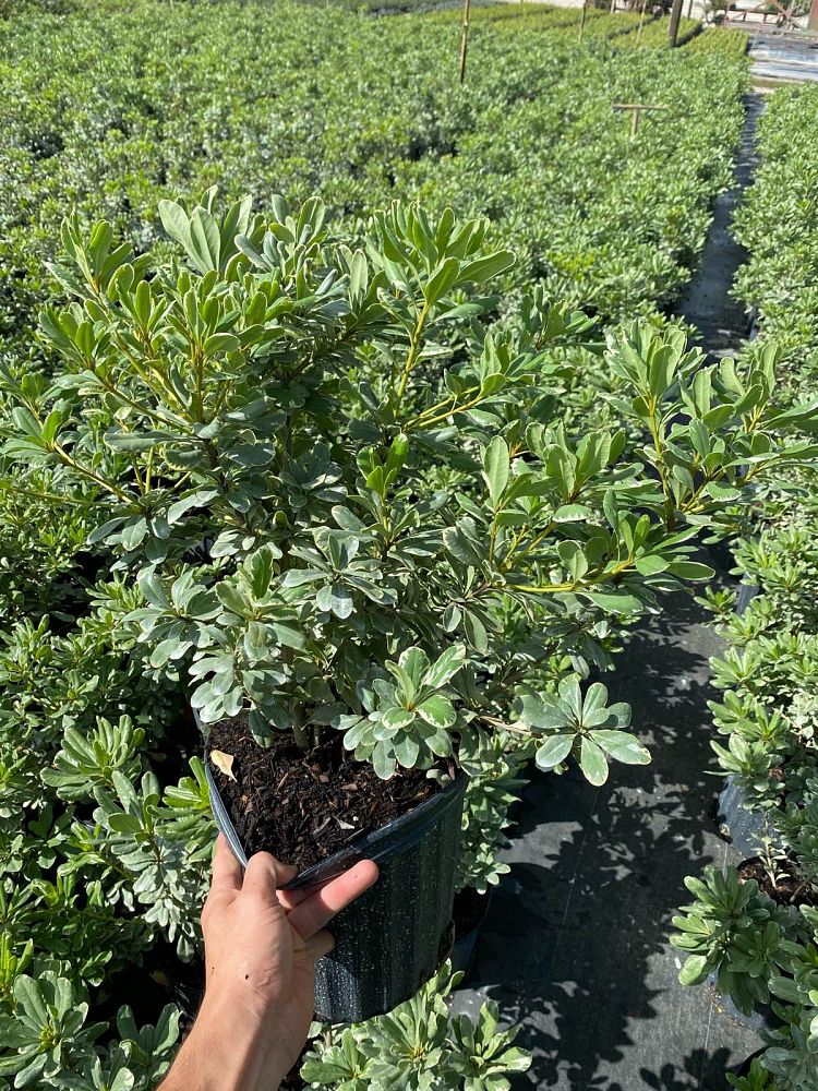 pittosporum-tobira-variegata-japanese-cheesewood