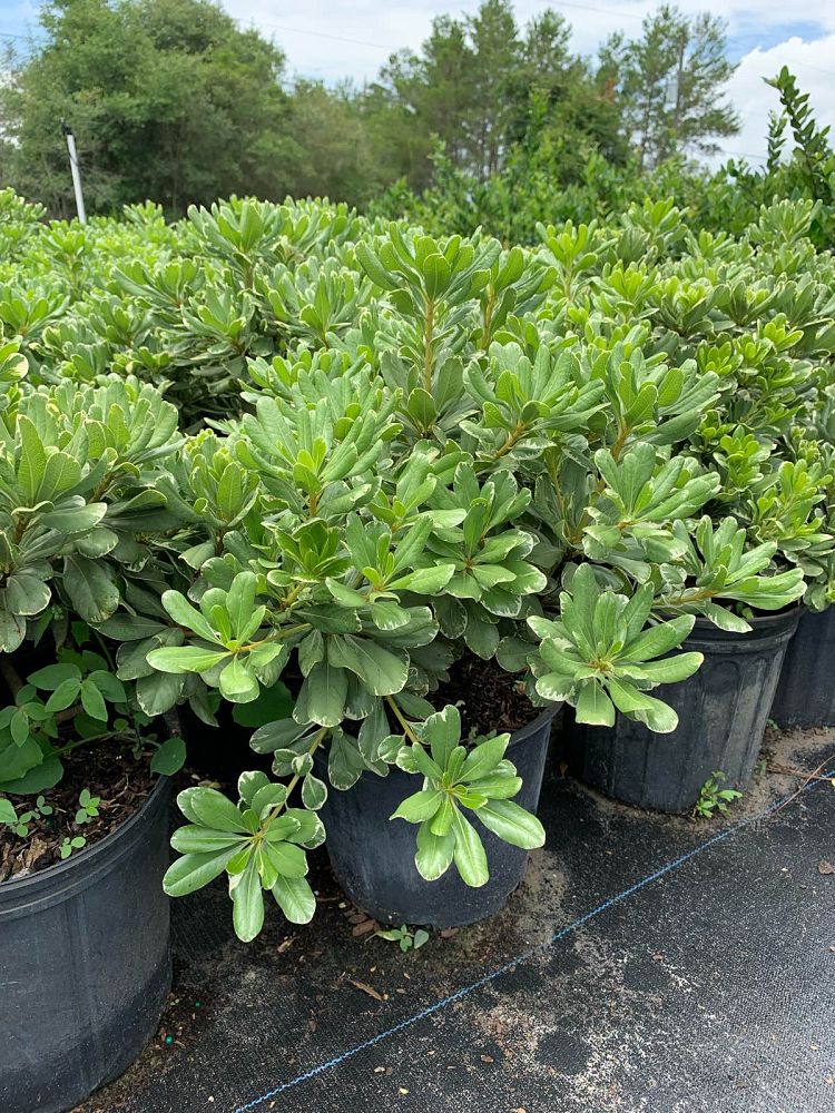 pittosporum-tobira-variegata-japanese-cheesewood