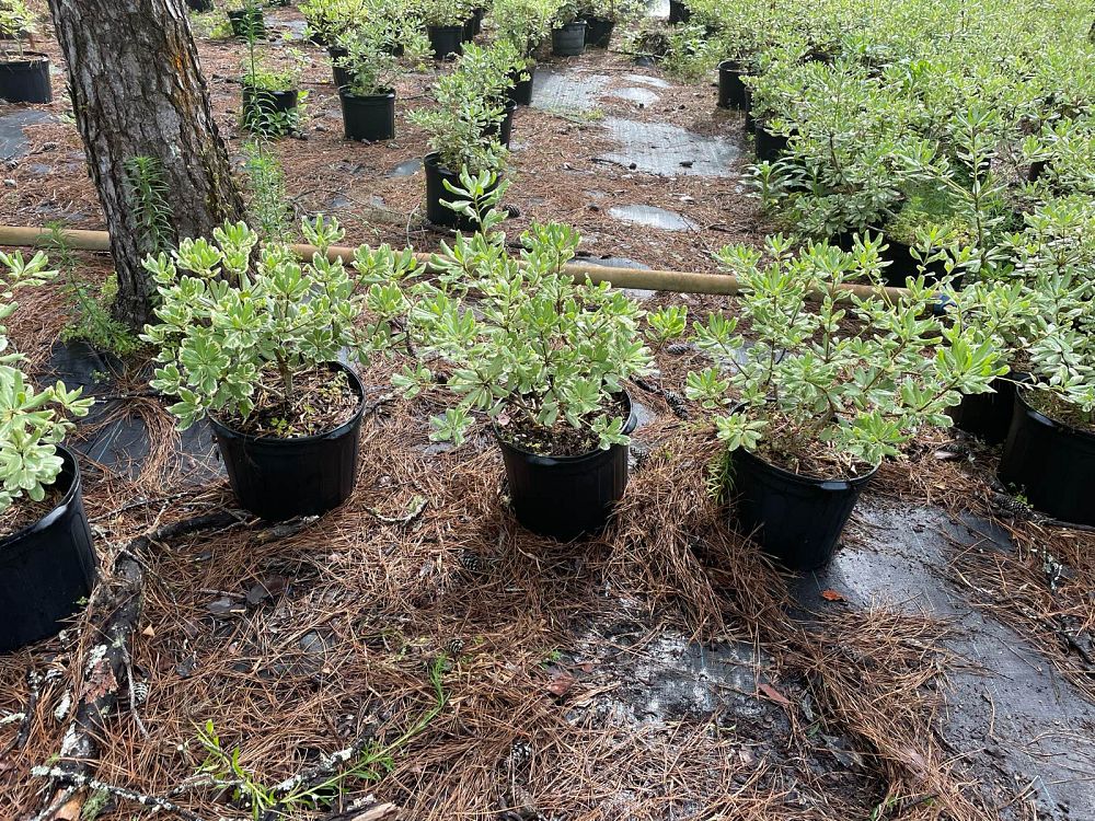 pittosporum-tobira-variegata-japanese-cheesewood