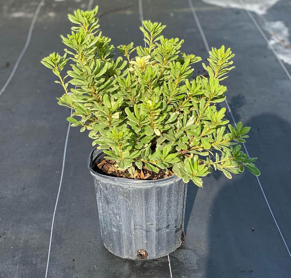 pittosporum-tobira-variegata-japanese-cheesewood