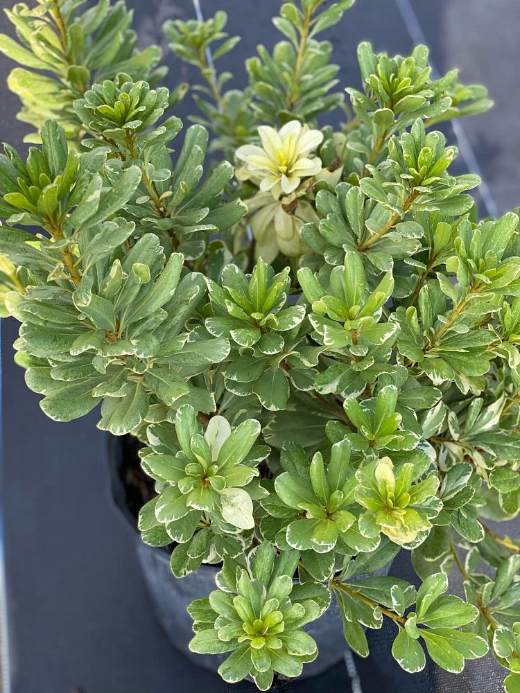 pittosporum-tobira-variegata-japanese-cheesewood