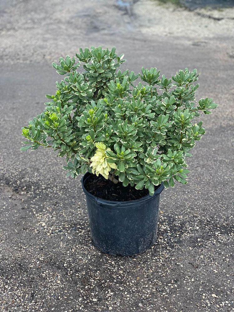 pittosporum-tobira-variegata-japanese-cheesewood