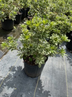 pittosporum-tobira-variegata-japanese-cheesewood