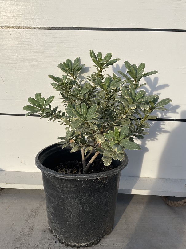 pittosporum-tobira-variegata-japanese-cheesewood