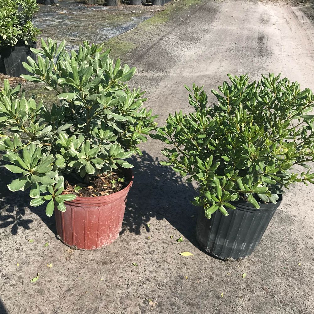 pittosporum-tobira-variegata-japanese-cheesewood