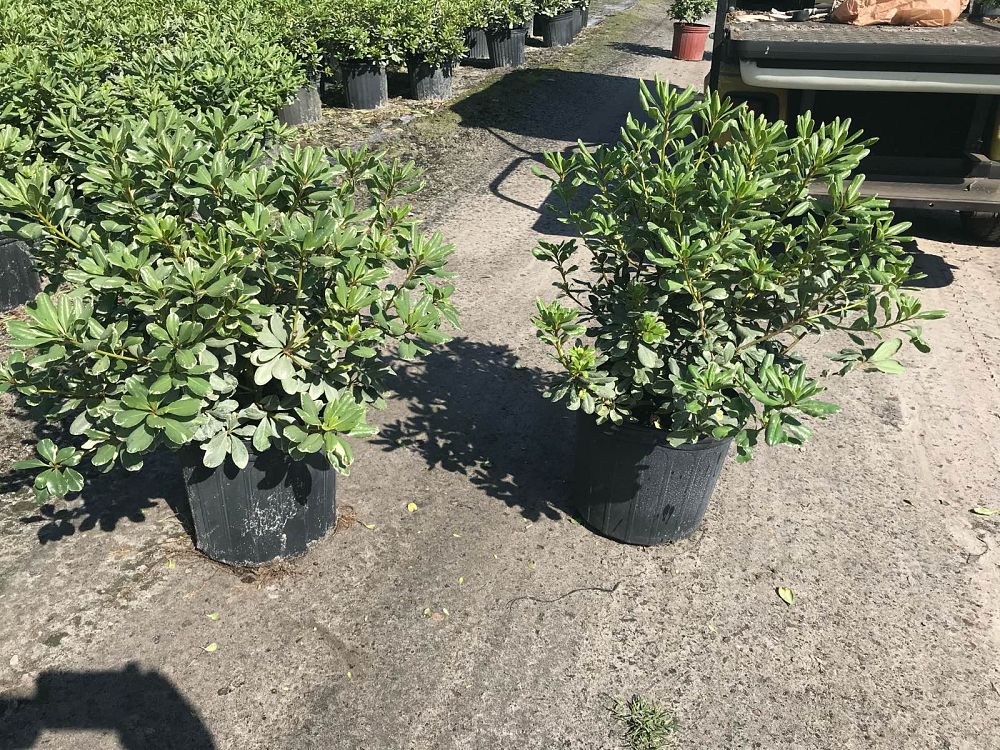 pittosporum-tobira-variegata-japanese-cheesewood