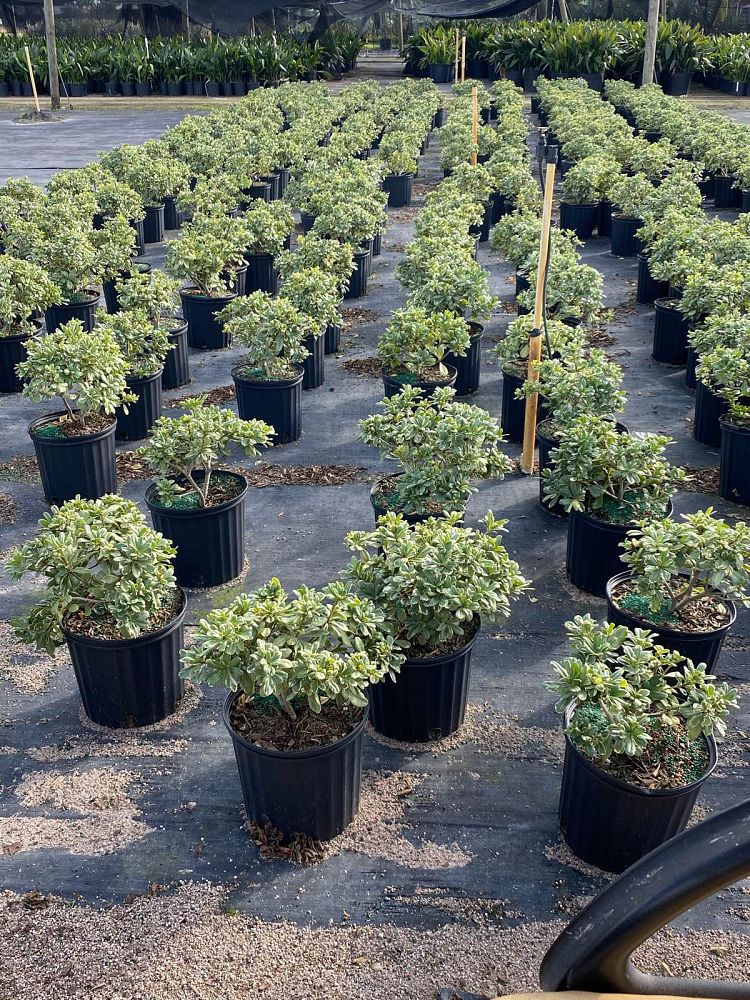 pittosporum-tobira-variegata-japanese-cheesewood