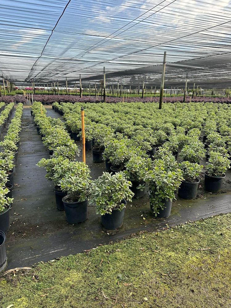 pittosporum-tobira-variegata-japanese-cheesewood