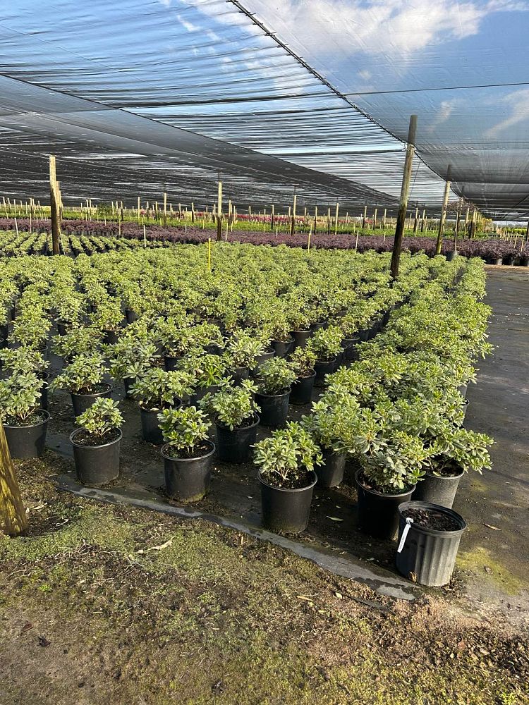 pittosporum-tobira-variegata-japanese-cheesewood