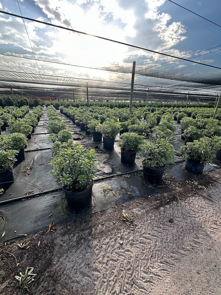 pittosporum-tobira-variegata-japanese-cheesewood