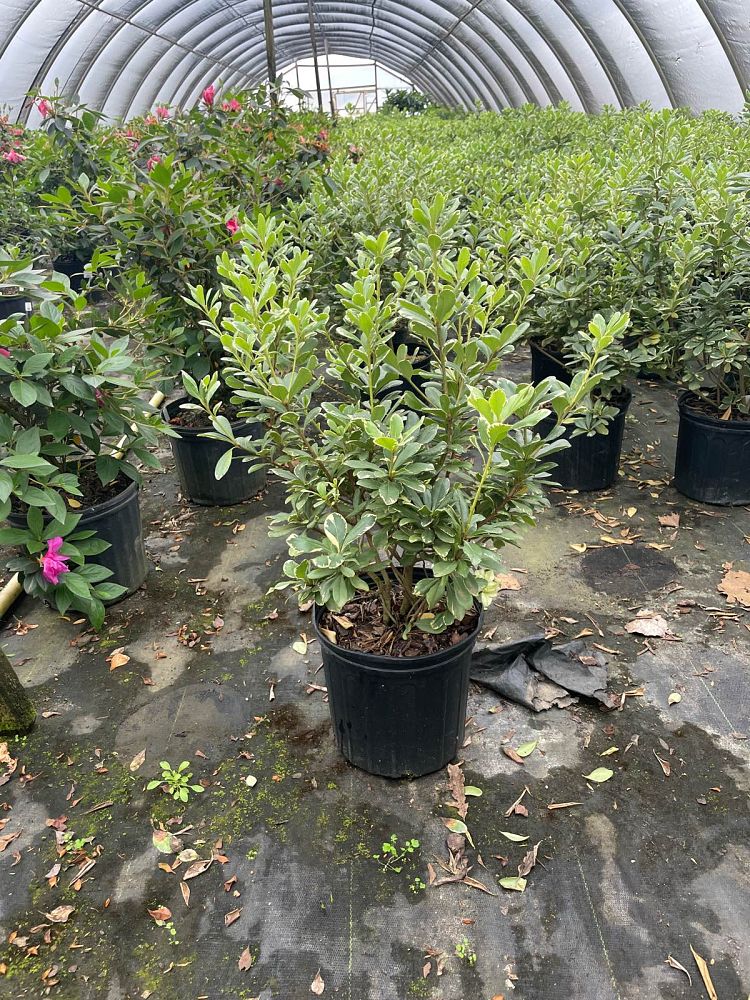 pittosporum-tobira-variegata-japanese-cheesewood