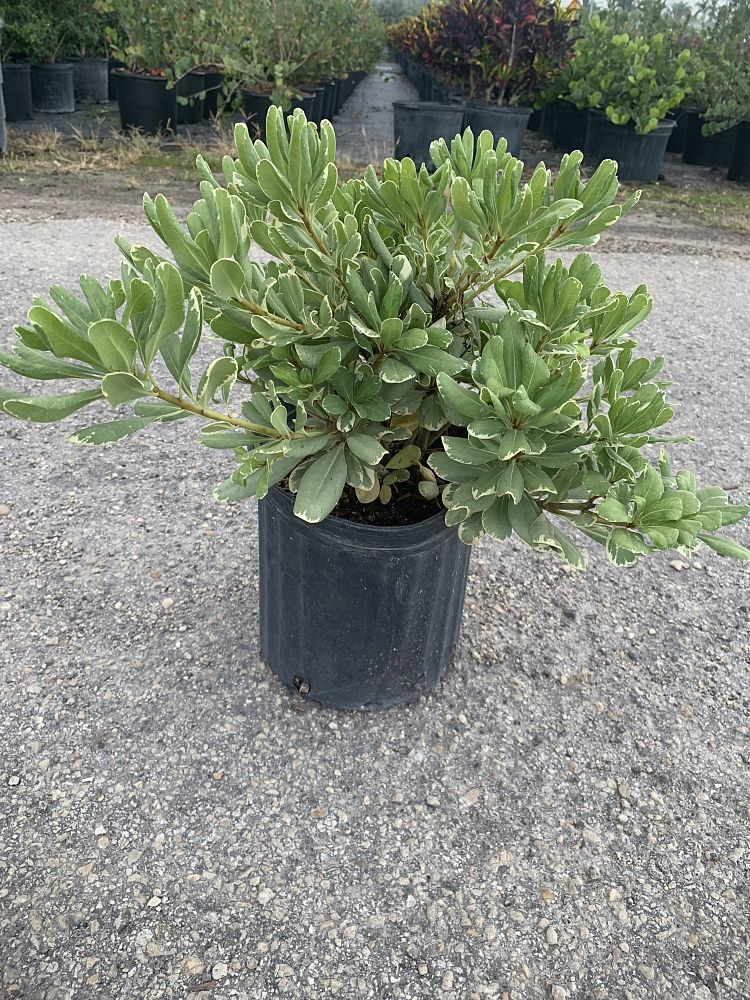 pittosporum-tobira-variegata-japanese-cheesewood