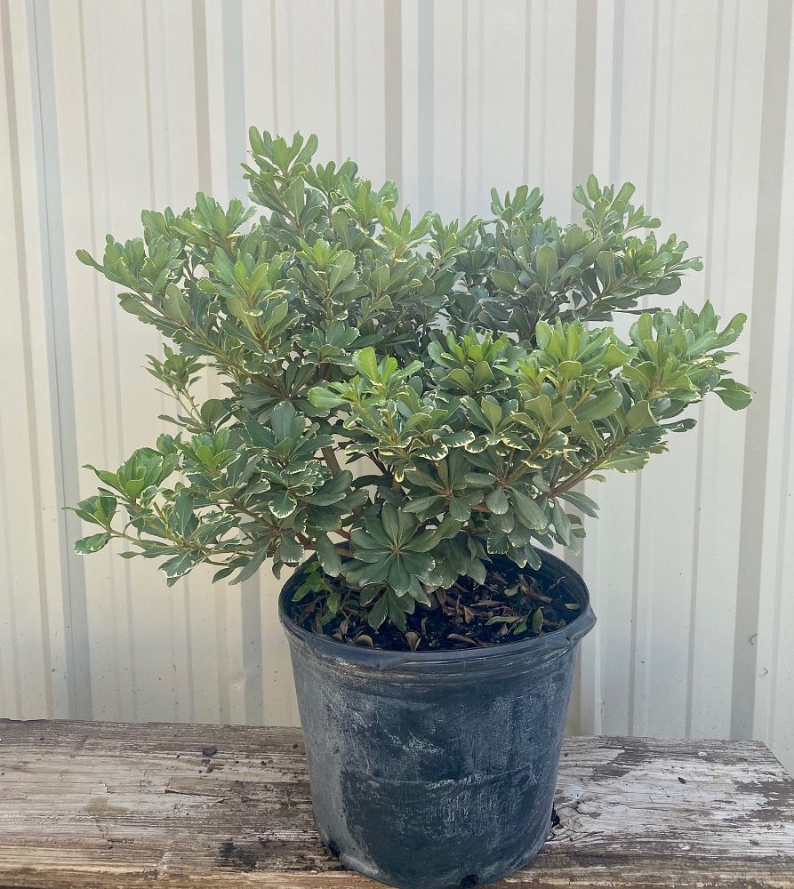 pittosporum-tobira-variegata-japanese-cheesewood