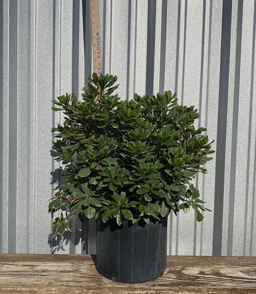 pittosporum-tobira-variegata-japanese-cheesewood