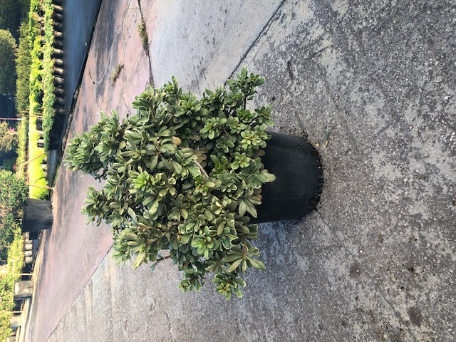 pittosporum-tobira-variegata-japanese-cheesewood