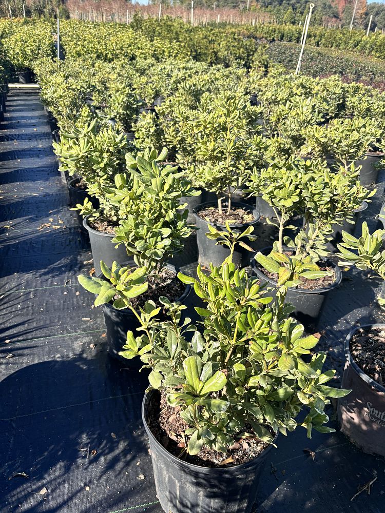 pittosporum-tobira-variegata-japanese-cheesewood