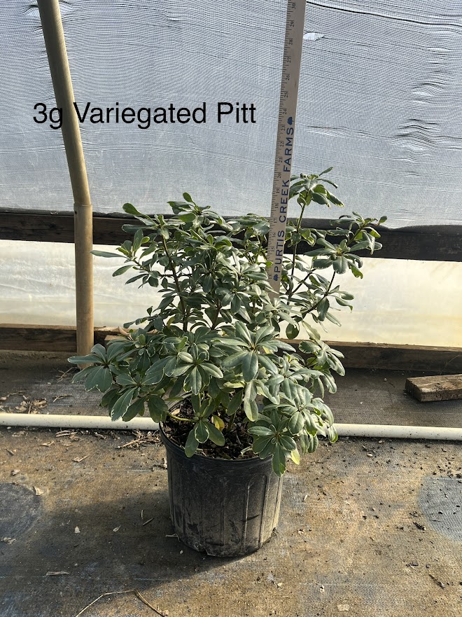 pittosporum-tobira-variegata-japanese-cheesewood