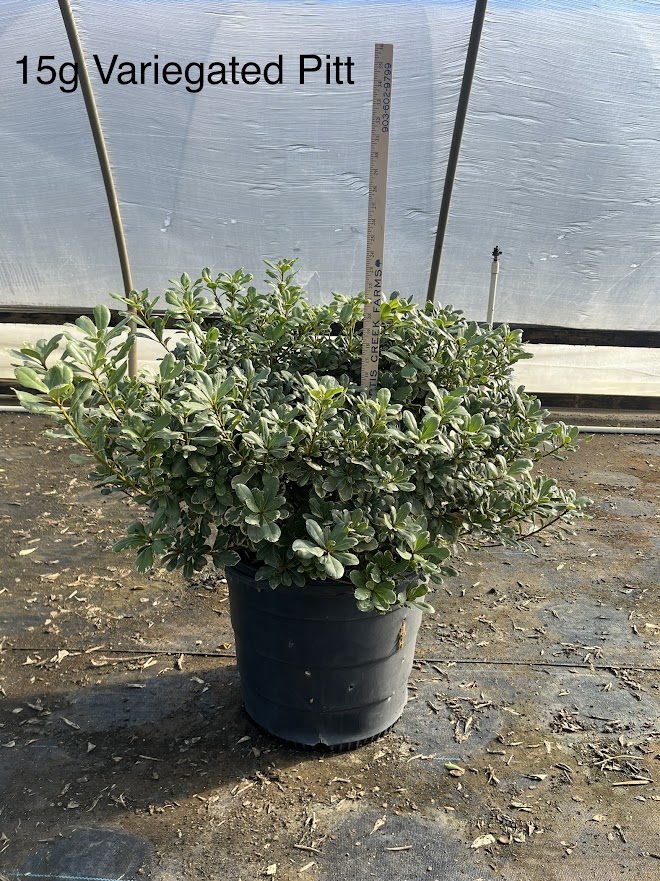 pittosporum-tobira-variegata-japanese-cheesewood