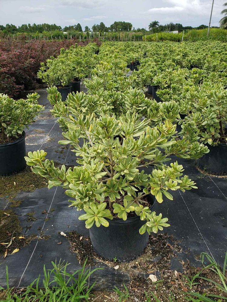 pittosporum-tobira-variegata-japanese-cheesewood