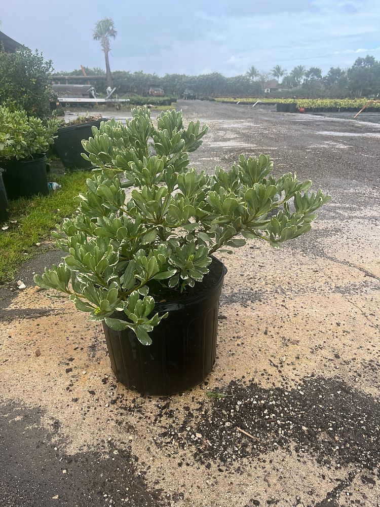 pittosporum-tobira-variegata-japanese-cheesewood