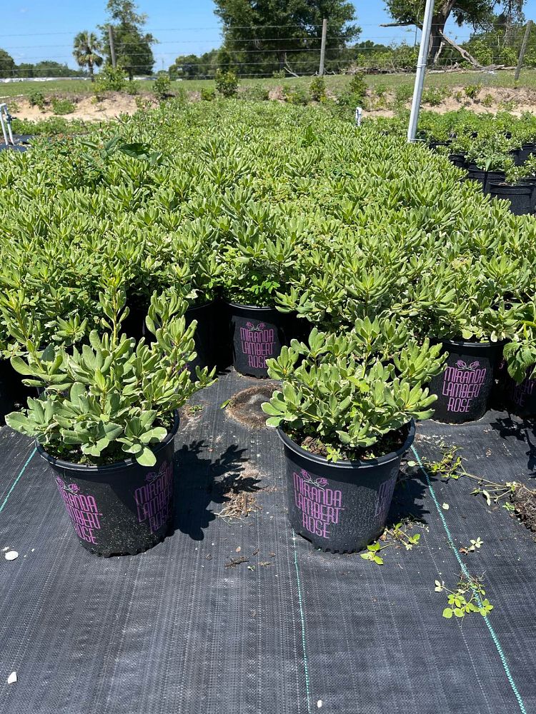 pittosporum-tobira-variegata-japanese-cheesewood