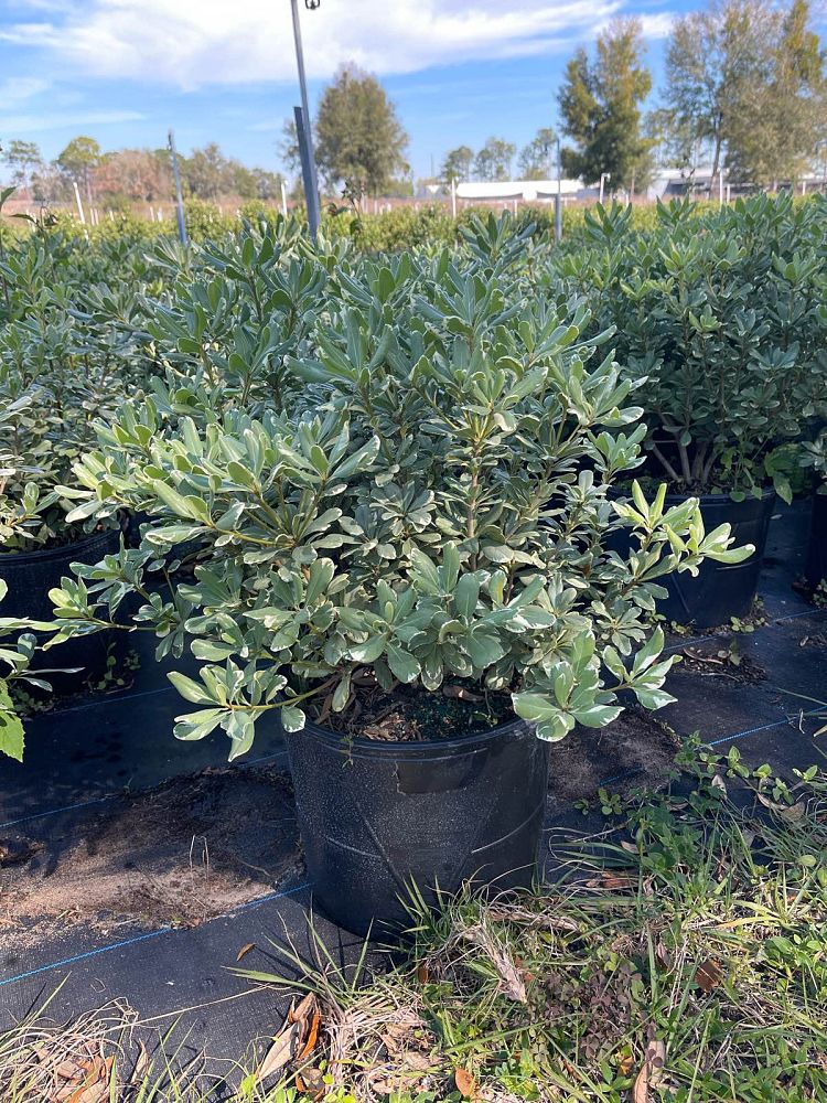 pittosporum-tobira-variegata-japanese-cheesewood