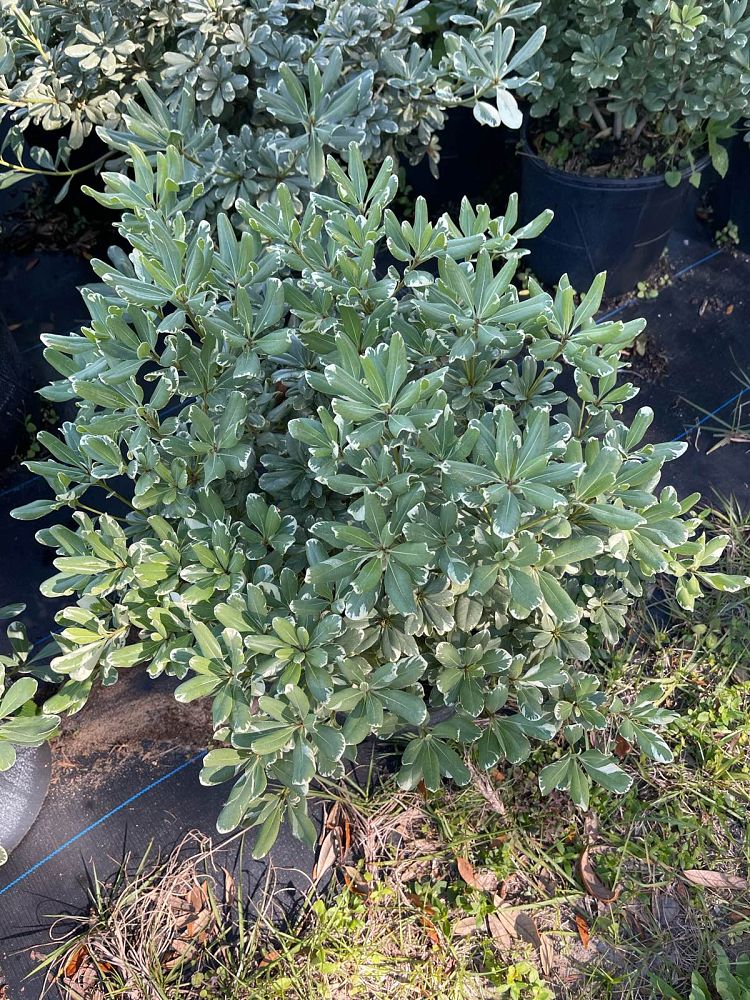 pittosporum-tobira-variegata-japanese-cheesewood