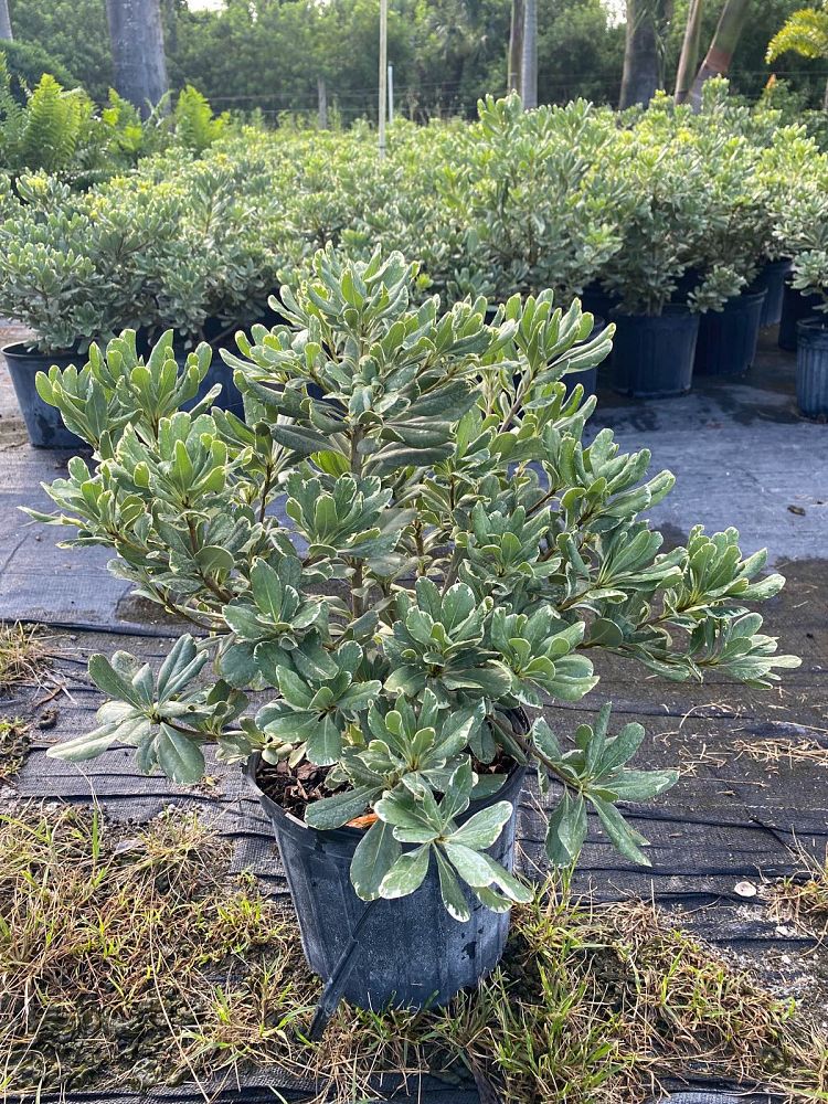 pittosporum-tobira-variegata-japanese-cheesewood