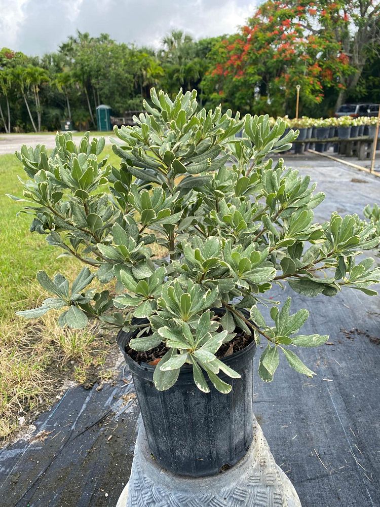 pittosporum-tobira-variegata-japanese-cheesewood