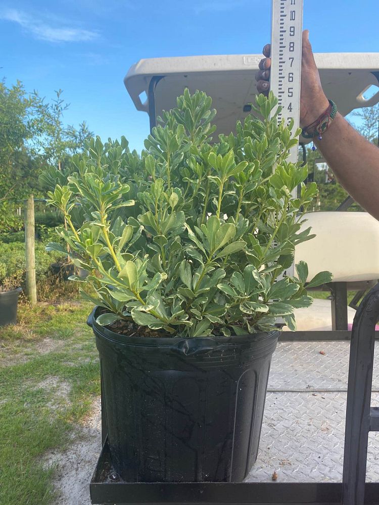 pittosporum-tobira-variegata-japanese-cheesewood